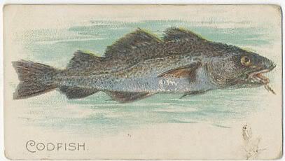 09 Codfish